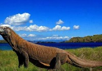 Komodo Island